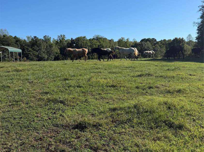 1352 Williamson Road, Shelby, NC 28150.  MLS# CAR4429882, YatesRealty ID 53734. 