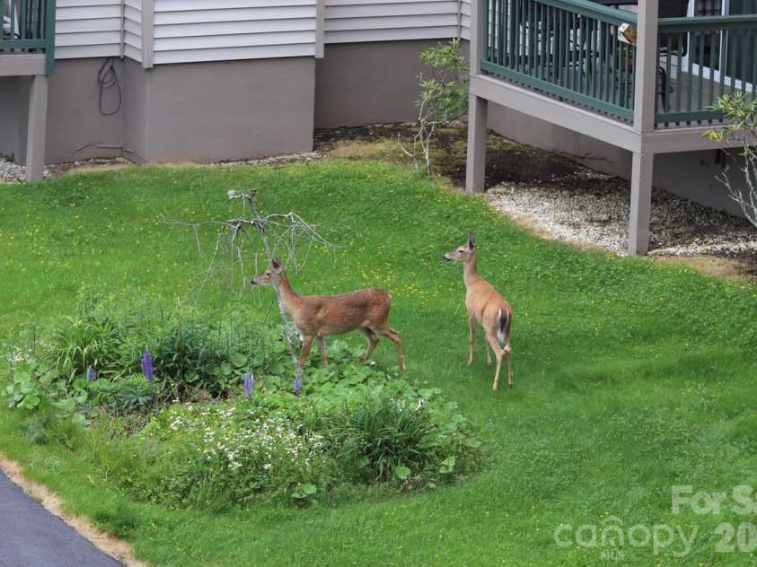 301 Pinnacle Inn Road, Beech Mountain, NC 28604.  MLS# CAR4337306, YatesRealty ID 553. 