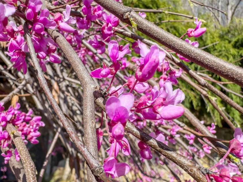 311 Pisgah Mine Road, Burnsville, NC 28714.  MLS# CAR4246357, YatesRealty ID 5536. 