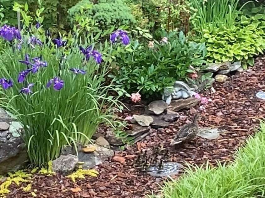 41 Golden Pond Way, Hendersonville, NC 28791.  MLS# CAR4237615, YatesRealty ID 5562. A delightful pathway adds charm and character (photo taken in Jun. 2024)