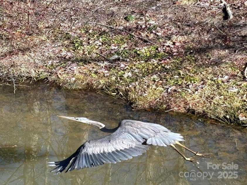 41 Golden Pond Way, Hendersonville, NC 28791.  MLS# CAR4237615, YatesRealty ID 5562. A majestic heron gracing  the pond (photo taken in Oct. 2024)