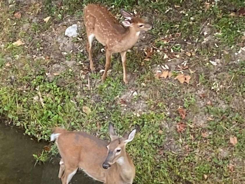 41 Golden Pond Way, Hendersonville, NC 28791.  MLS# CAR4237615, YatesRealty ID 5562. Enjoy views of beautiful wildlife, adding to the natural serenity of the property (photo taken in Jun. 2024)