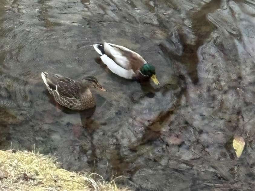 41 Golden Pond Way, Hendersonville, NC 28791.  MLS# CAR4237615, YatesRealty ID 5562. The pond attracts ducks, enhancing the peaceful, natural setting (photo taken in Apr. 2024)