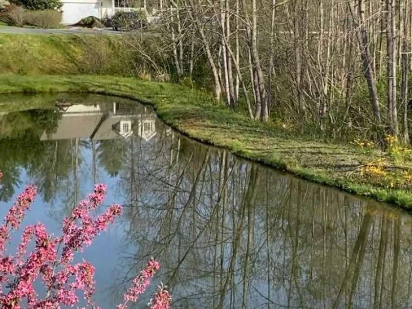 41 Golden Pond Way, Hendersonville, NC 28791.  MLS# CAR4237615, YatesRealty ID 5562. Vibrant spring colors reflect beautifully on the pond (photo taken in Apr. 2024)