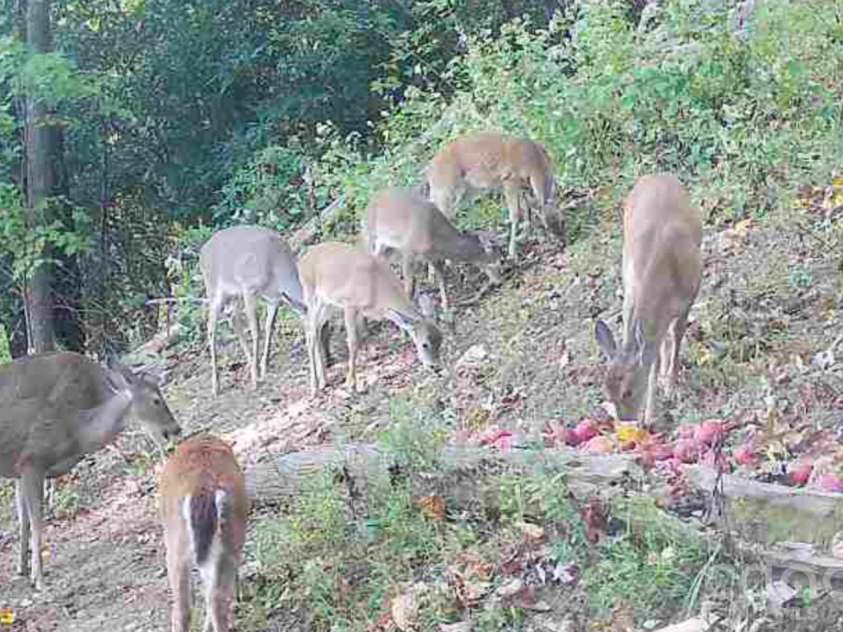 459 Forest Heights Drive, Marion, NC 28752.  MLS# CAR4433130, YatesRealty ID 56065. Deer from trail camera on the property.