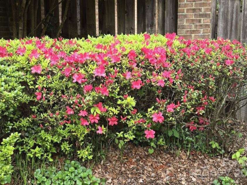 1575 Herlong Court, Rock Hill, SC 29732.  MLS# CAR4213099, YatesRealty ID 5660. Azaleas now in bloom