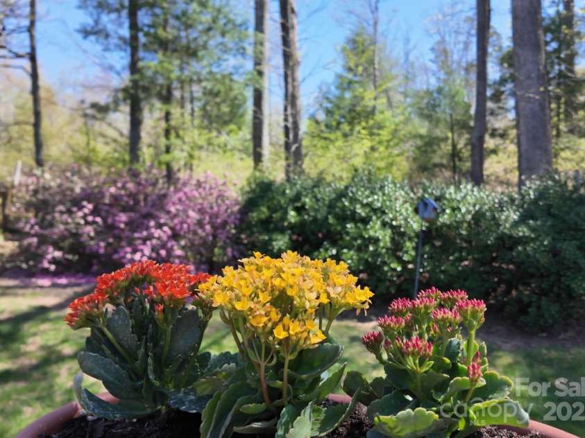 65 Forest Lake Drive, Asheville, NC 28803.  MLS# CAR4245225, YatesRealty ID 5693. Wooded backdrop