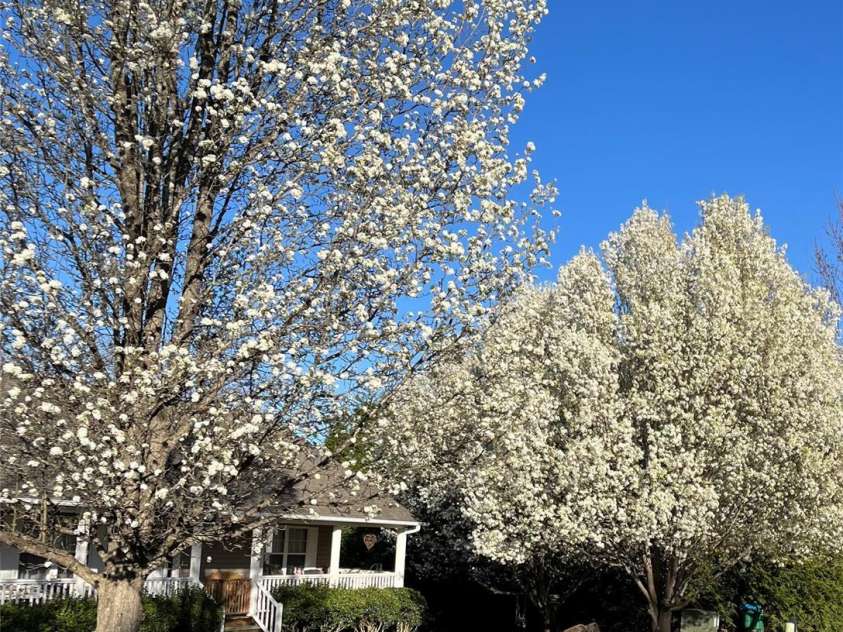 499 Flint Hill Road, Alexander, NC 28701.  MLS# CAR4409425, YatesRealty ID 57181. Seasons by Seller