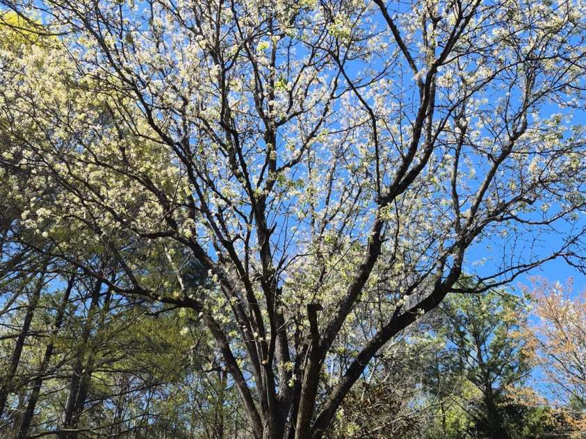 890 Lyerly Ridge Road, Concord, NC 28027.  MLS# CAR4433106, YatesRealty ID 57964. Beautiful tree blooming last spring