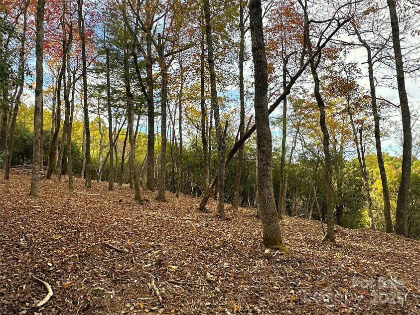 243 Ridgeline Drive, Brevard, NC 28712.  MLS# CAR4313542, YatesRealty ID 5944. Open Forest Area