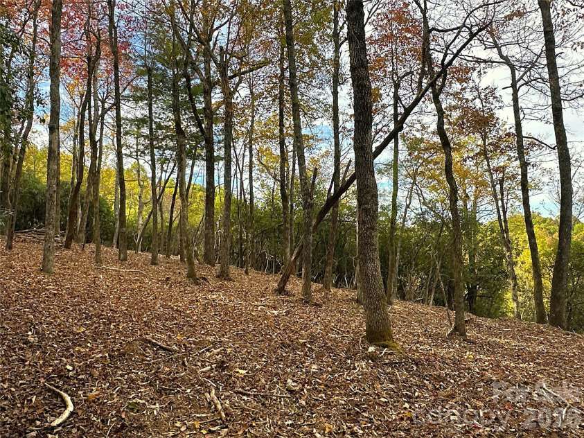 243 Ridgeline Drive, Brevard, NC 28712.  MLS# CAR4313542, YatesRealty ID 5944. Open Forest Area