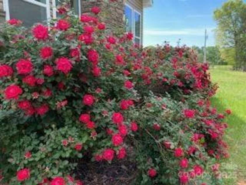 660 Scoggins Road, Rutherfordton, NC 28139.  MLS# CAR4221300, YatesRealty ID 6178. Roses in Bloom~~