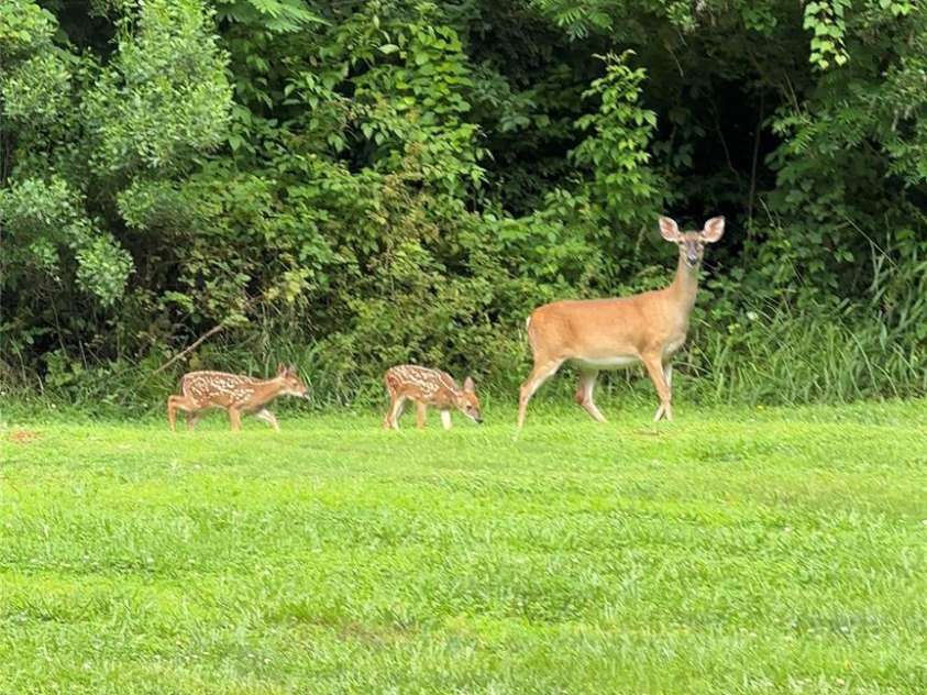5369 Concord Road, York, SC 29745.  MLS# CAR4264610, YatesRealty ID 6323. Wildlife Visitors