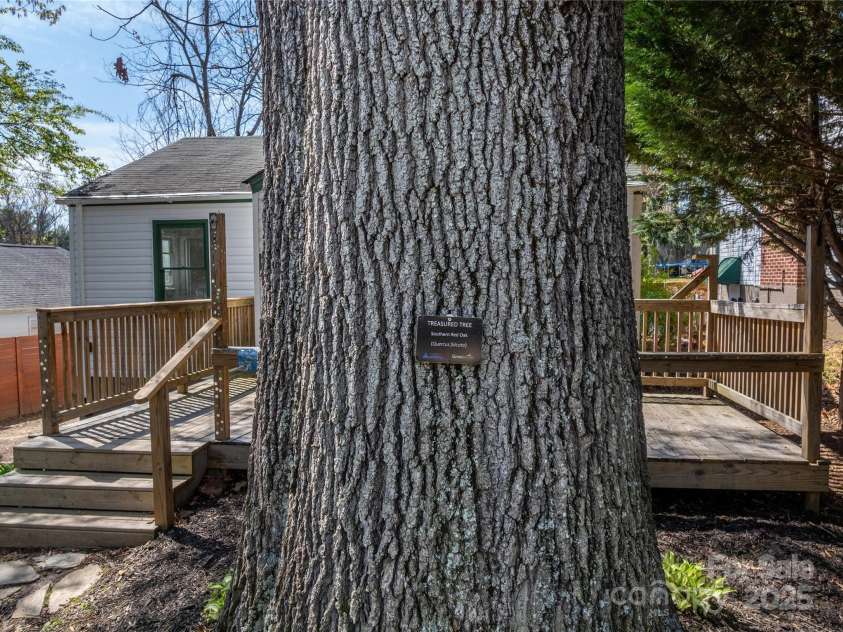 27 W Stewart Street, Asheville, NC 28806.  MLS# CAR4247708, YatesRealty ID 6351. Majestic Oak Tree