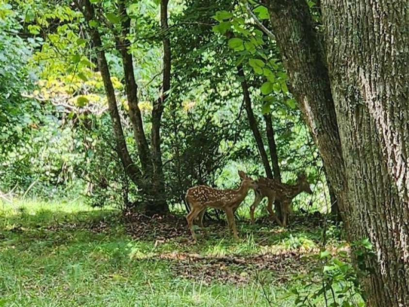 2767 Tanasee Gap Road, Balsam Grove, NC 28708.  MLS# CAR4161160, YatesRealty ID 6567. Front property