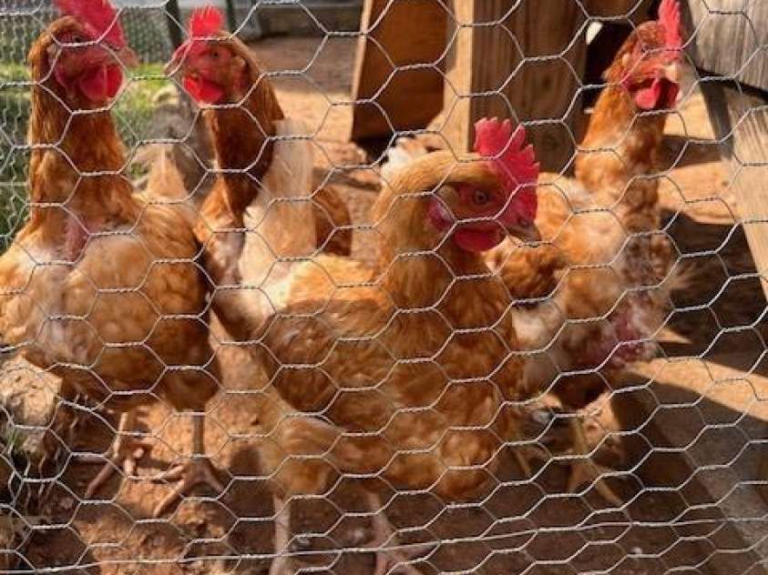 17 Ora Street, Asheville, NC 28801.  MLS# CAR4234359, YatesRealty ID 6585. 