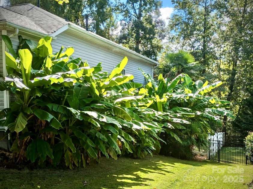 125 Rocky Trail Court, Fort Mill, SC 29715.  MLS# CAR4226509, YatesRealty ID 6694. Summer Photo of Perennial Banana Trees.