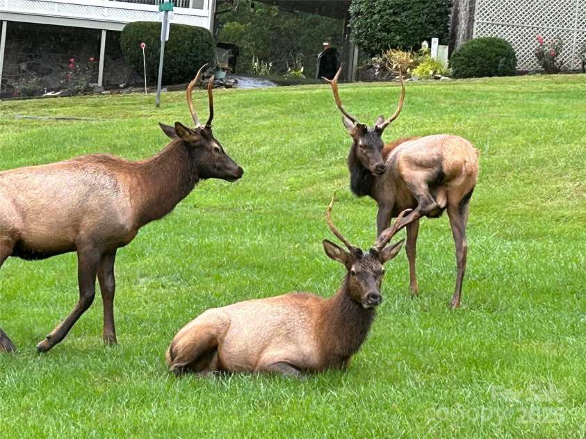 10 Onyx Lane, Maggie Valley, NC 28751.  MLS# CAR4208739, YatesRealty ID 6745. 