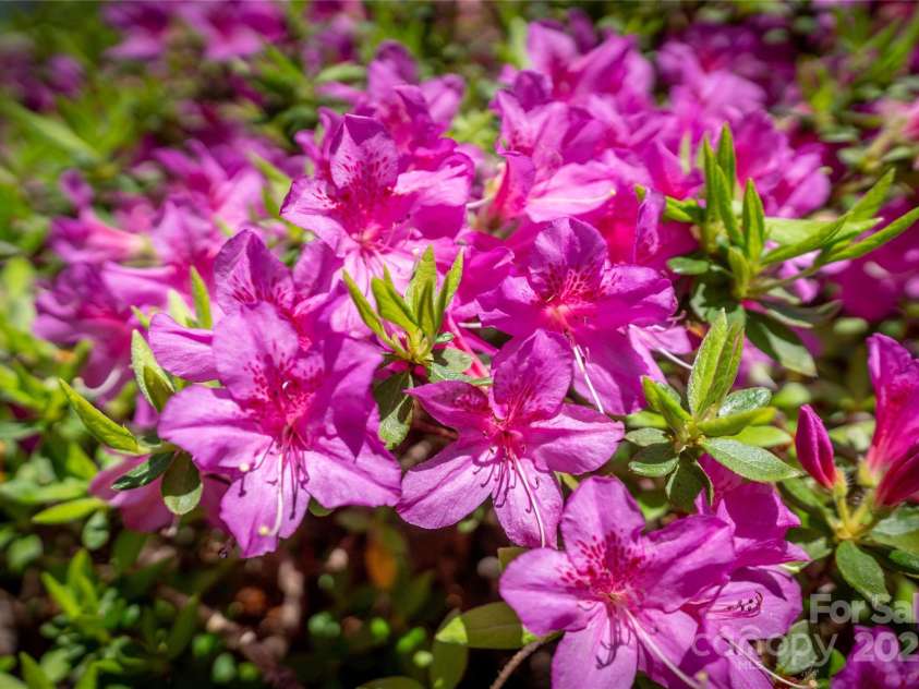 240+ and 252 General Hill Road, Flat Rock, NC 28731.  MLS# CAR4234844, YatesRealty ID 6906. 