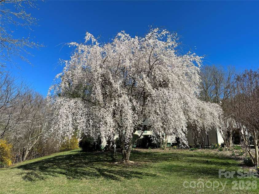 22 Stoney Nob Drive, Hendersonville, NC 28792.  MLS# CAR4354591, YatesRealty ID 7029. Beautiful in full bloom