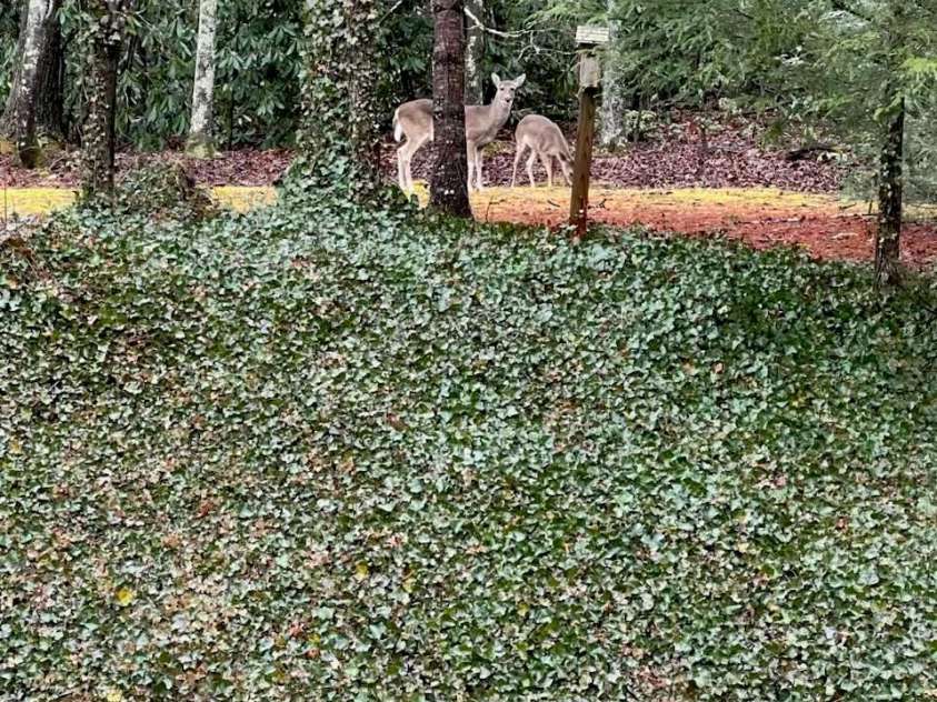 5398 US 221 Highway, Marion, NC 28752.  MLS# CAR4215873, YatesRealty ID 7249. 