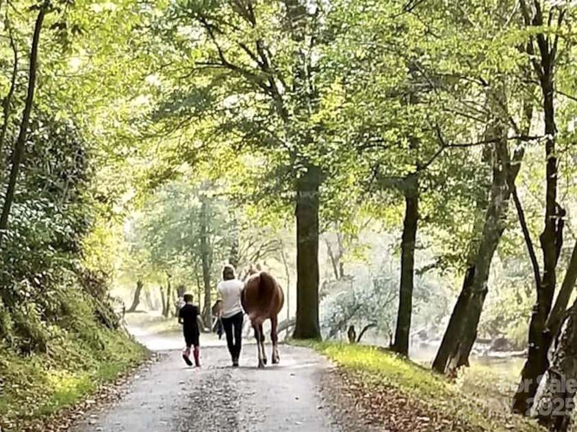 5538 Highland River Road, Lenoir, NC 28645.  MLS# CAR4235713, YatesRealty ID 7419. 