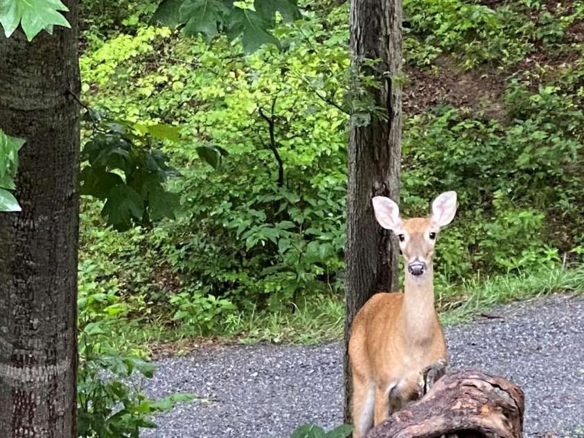 109 Paradise Circle, Clyde, NC 28721.  MLS# CAR4352069, YatesRealty ID 7513. Surrounded by Wildlife