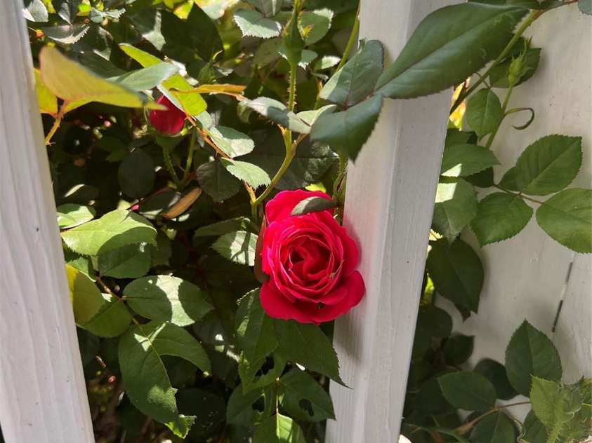 143 Ezra Road, Kings Mountain, NC 28086.  MLS# CAR4248887, YatesRealty ID 7720. Roses!