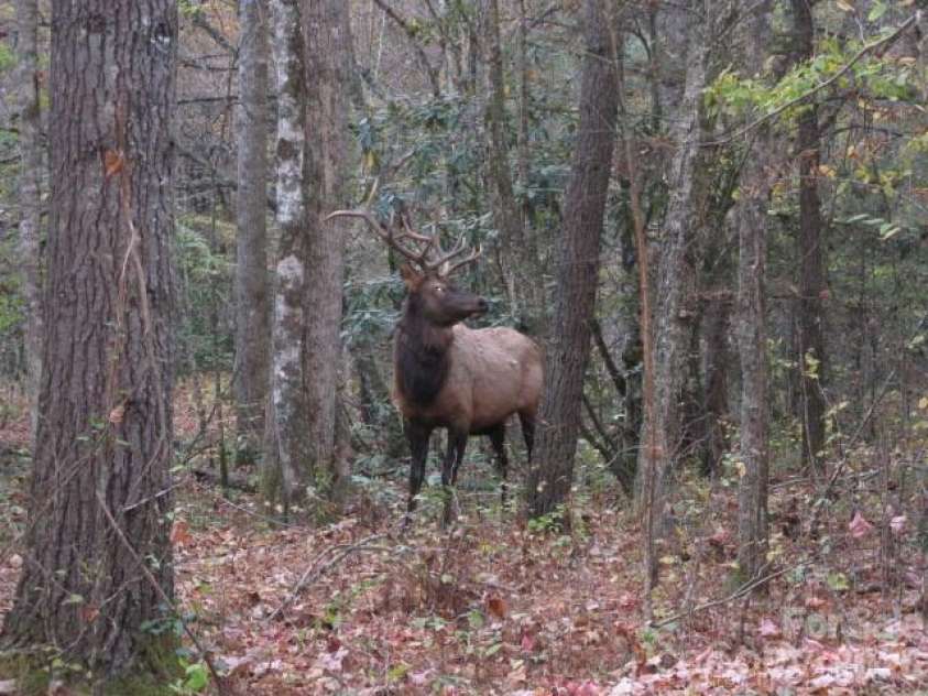 399 Bent Tree Road, Maggie Valley, NC 28751.  MLS# CAR4359236, YatesRealty ID 7738. Elk in the area