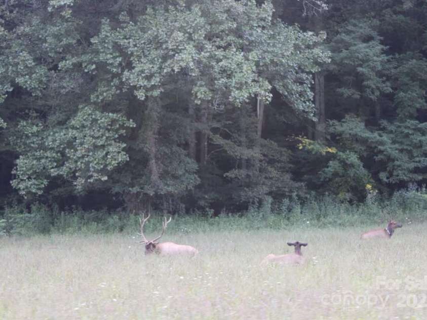 85 Dills Road, Bryson City, NC 28713.  MLS# CAR4244173, YatesRealty ID 7772. 