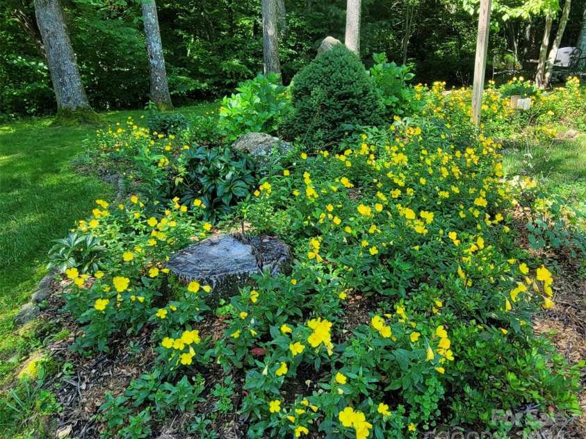 967 Clear Water Drive, Nebo, NC 28761.  MLS# CAR4147969, YatesRealty ID 7868. Another look at one of the landscaped areas - buttercups!
