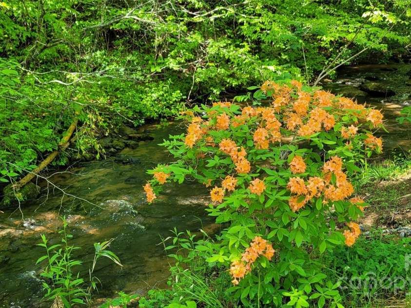 967 Clear Water Drive, Nebo, NC 28761.  MLS# CAR4147969, YatesRealty ID 7868. In the springtime, this gorgeous and native flame azalea beckons you to creekside.