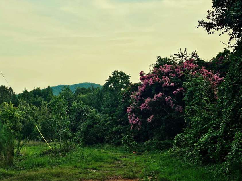 823 Silver Creek Road, Mill Spring, NC 28756.  MLS# CAR4061627, YatesRealty ID 8011. 