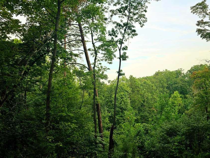 823 Silver Creek Road, Mill Spring, NC 28756.  MLS# CAR4061627, YatesRealty ID 8011. 