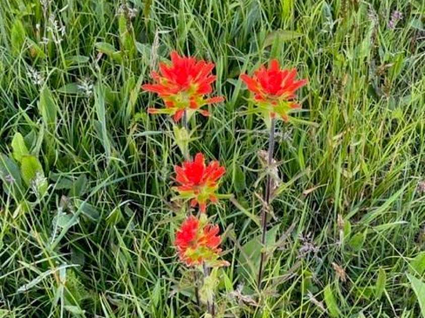 143 Daniel Boone Trail, Burnsville, NC 28714.  MLS# CAR4261449, YatesRealty ID 802. 