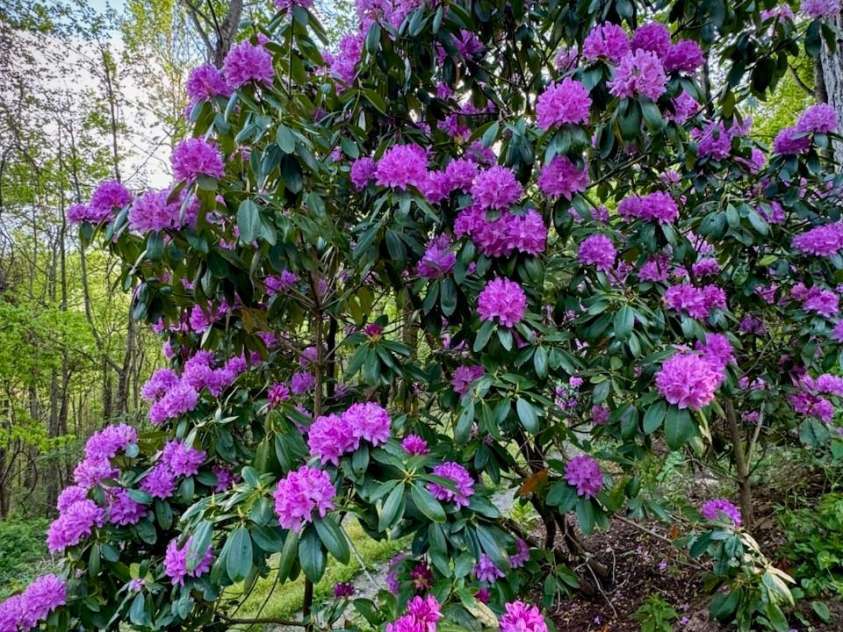 1299 Pine Ridge Road, Burnsville, NC 28714.  MLS# CAR4306270, YatesRealty ID 8091. Spring rhododendron blooms!