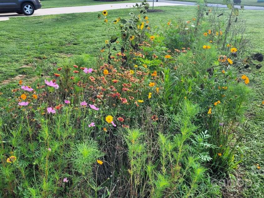 1123 Fieldstone Road, Mooresville, NC 28115.  MLS# CAR4233843, YatesRealty ID 8134. Summer wildflower patch