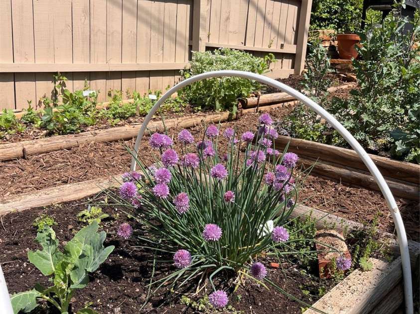 40 Eastover Drive, Asheville, NC 28806.  MLS# CAR4251614, YatesRealty ID 8223. Chives