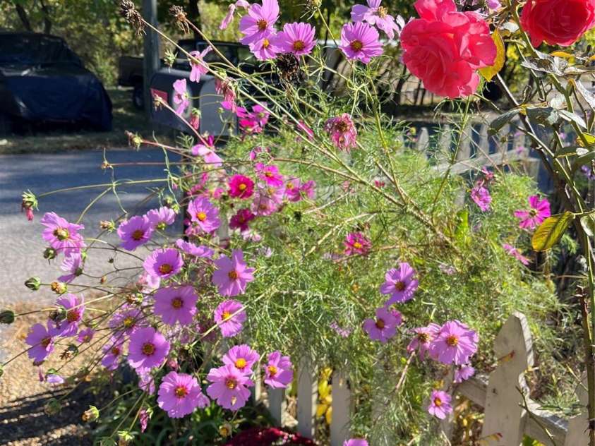 40 Eastover Drive, Asheville, NC 28806.  MLS# CAR4251614, YatesRealty ID 8223. Cosmos and roses line the driveway in autumn