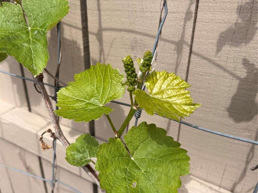 40 Eastover Drive, Asheville, NC 28806.  MLS# CAR4251614, YatesRealty ID 8223. Grapes are growing