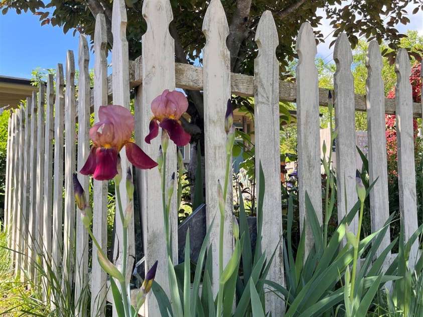 40 Eastover Drive, Asheville, NC 28806.  MLS# CAR4251614, YatesRealty ID 8223. Irises