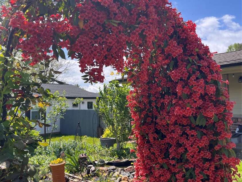40 Eastover Drive, Asheville, NC 28806.  MLS# CAR4251614, YatesRealty ID 8223. Trumpet vine and pollinator patch with pond