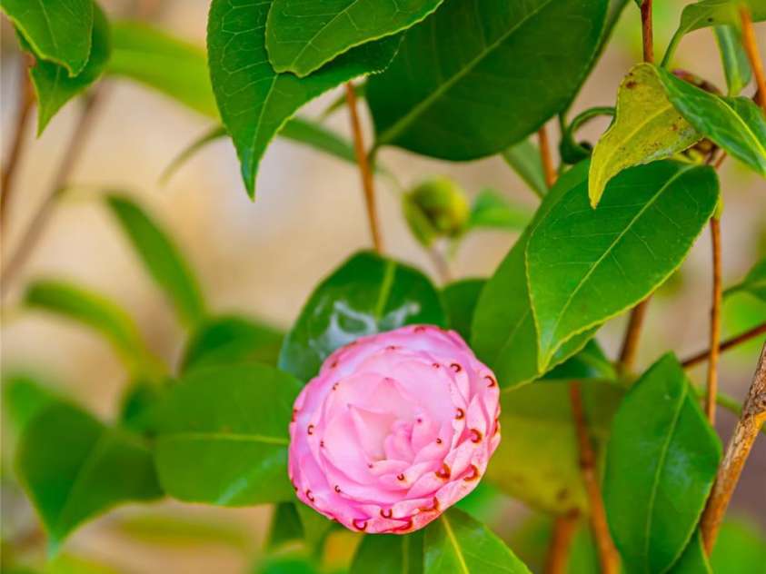 400 Sugar Hollow Road, Fairview, NC 28730.  MLS# CAR4235385, YatesRealty ID 8236. 