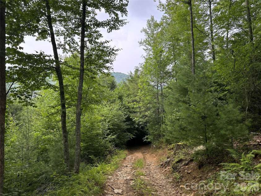 3606 NC Highway 194 None, Sugar Grove, NC 28679.  MLS# CAR4327655, YatesRealty ID 830. Views from trails throughout the property!