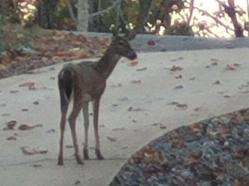 146 Sarinac Drive, Bostic, NC 28018.  MLS# CAR4327091, YatesRealty ID 844. Yes, hunting is allowed on your own property, yet this deer doesn't recommend it and how could you?