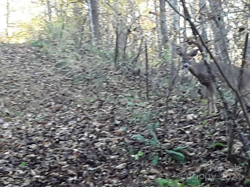 2200 Walnut Creek Road, Marshall, NC 28753.  MLS# CAR4200860, YatesRealty ID 849. 