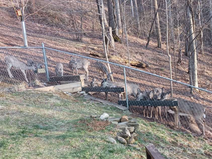 36 Crest Line Drive, Green Mountain, NC 28740.  MLS# CAR4237025, YatesRealty ID 8809. If you feed them they will come