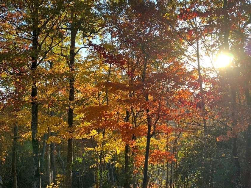 410 Forest Lake Road, Brevard, NC 28712.  MLS# CAR4364087, YatesRealty ID 9011. Fall Colors