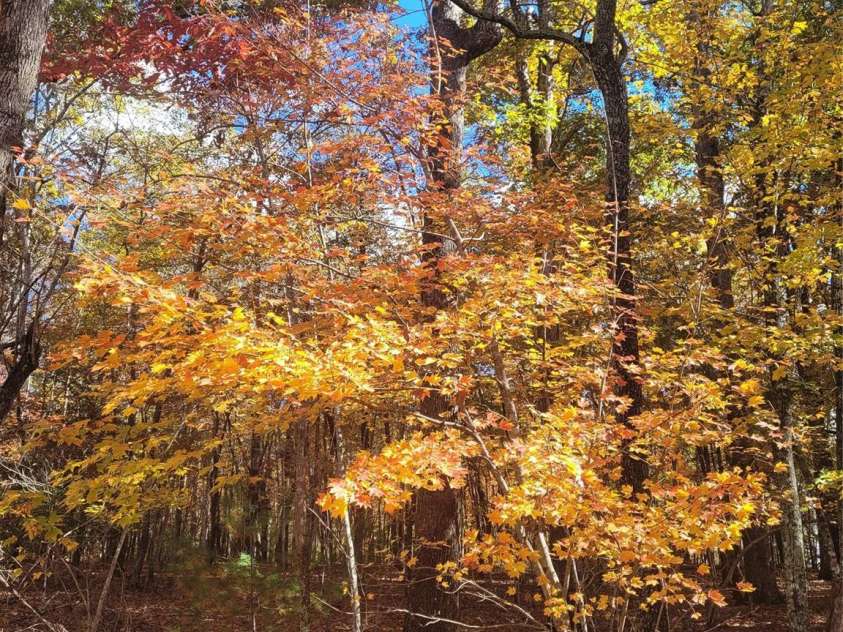 160 Winsome Forest Drive, Nebo, NC 28761.  MLS# CAR4360484, YatesRealty ID 9012. 2025