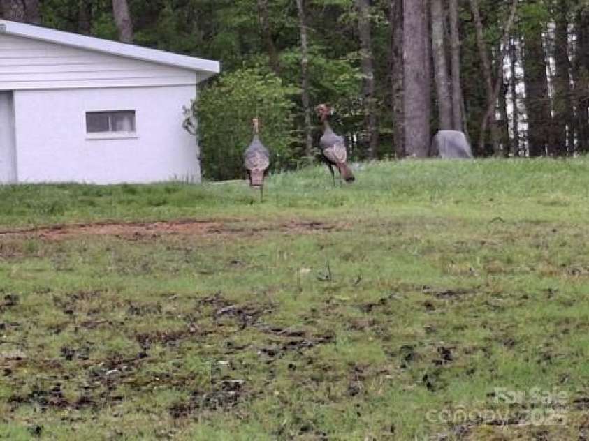 431 Settlers Trail, Mars Hill, NC 28754.  MLS# CAR4250329, YatesRealty ID 9091. Wildlife abounds